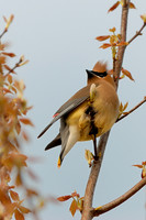 DSC_5590.jpg