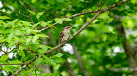 DSC_6282-Enhanced-NR