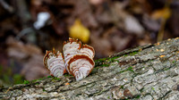 DSC_4812