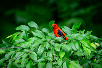Scarlet Tanager 04/29/26