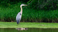 Roswell Riverwalk 06/01/26