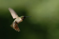 DSC_7245.jpg