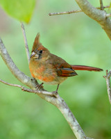 Cardinal.jpg