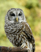 Barred Owl.jpg