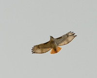 Hawk.jpg