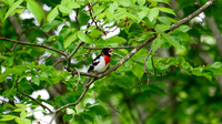 DSC_6316-Enhanced-NR
