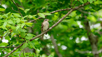 DSC_6277-Enhanced-NR