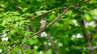 DSC_6279-Enhanced-NR
