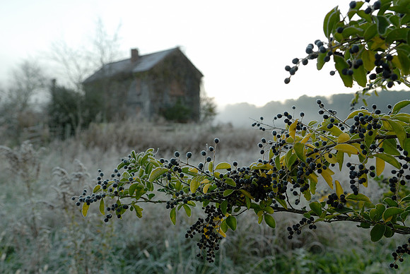 Dawn, Old Barn, Ball Ground, GA 1