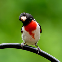 Rose Breasted Grosbeaks 04/25/25