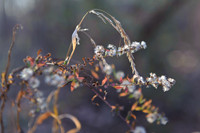 A Fall Walk In the Woods