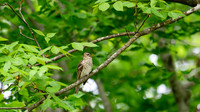 DSC_6284-Enhanced-NR