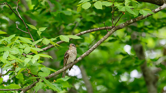 DSC_6284-Enhanced-NR