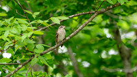 DSC_6278-Enhanced-NR