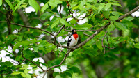 DSC_6300-Enhanced-NR