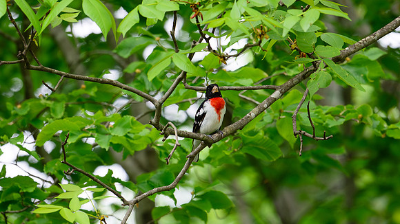 DSC_6300-Enhanced-NR