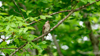 DSC_6285-Enhanced-NR