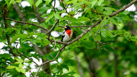 DSC_6297-Enhanced-NR