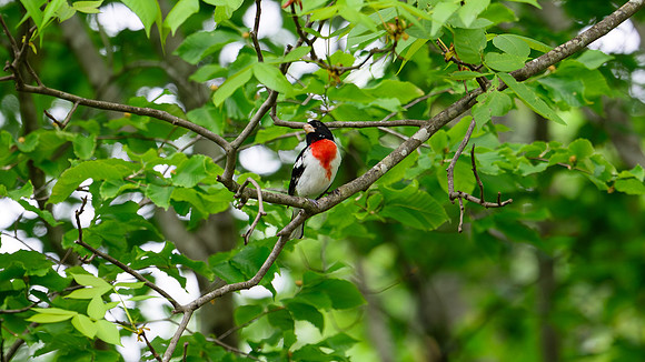 DSC_6297-Enhanced-NR